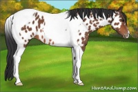 Horse Color:Bay Tobiano Appaloosa