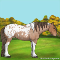 Horse Color:Bay Roan Tobiano Appaloosa 