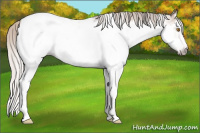 Horse Color:Gray Silver Classic Champagne Roan Splash Frame Snowcap