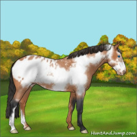 Horse Color:Bay Roan Frame Appaloosa