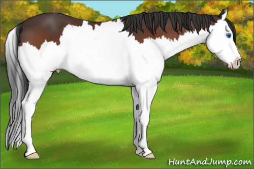 Horse Color:Brown Splash 