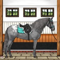 Horse Color:Black Appaloosa