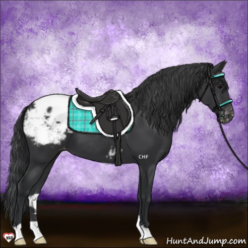 Horse Color:Black Appaloosa 