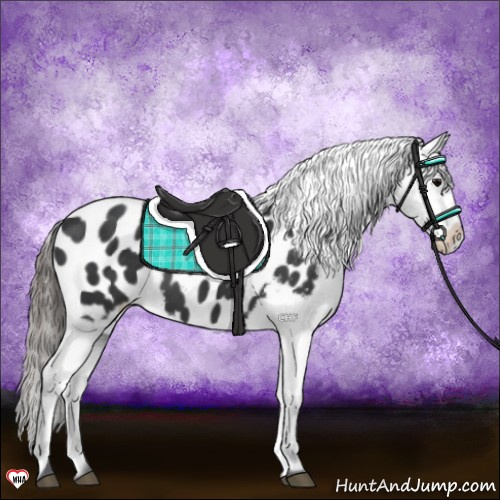 Horse Color:Black Appaloosa 