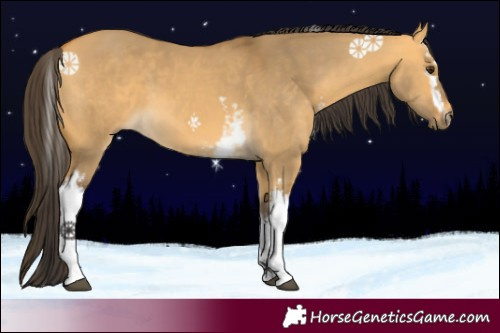 Horse Color:White Spotted Buckskin Dun Sabino 