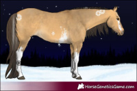 Horse Color:White Spotted Buckskin Dun Sabino 