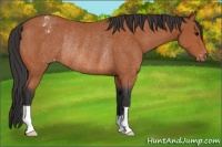 Horse Color:Bay Appaloosa Rabicano 