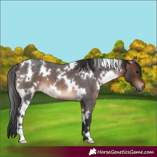 Horse Color:White Spotted Brown Roan 
