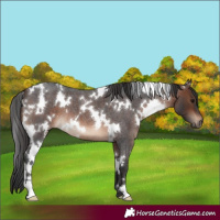 Horse Color:White Spotted Brown Roan 
