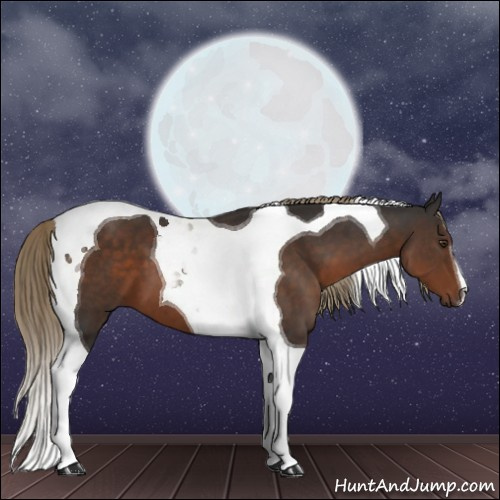 Horse Color:Liver Chestnut Tobiano 