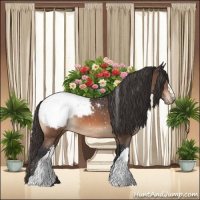 Horse Color:Bay Mushroom Appaloosa