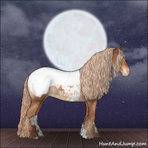 Horse Color:Chestnut Appaloosa 