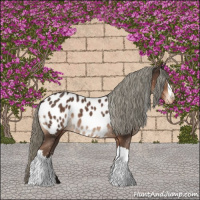 Horse Color:Liver Chestnut Mushroom Appaloosa 