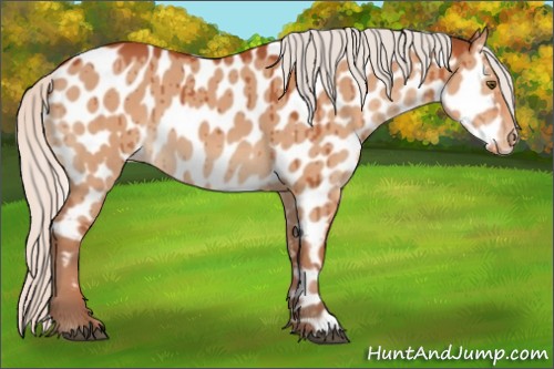 Horse Color:Silver Bay Dun Appaloosa 