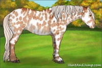 Horse Color:Silver Bay Dun Appaloosa 