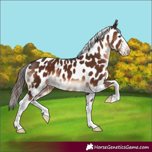 Horse Color:Liver Chestnut Appaloosa 
