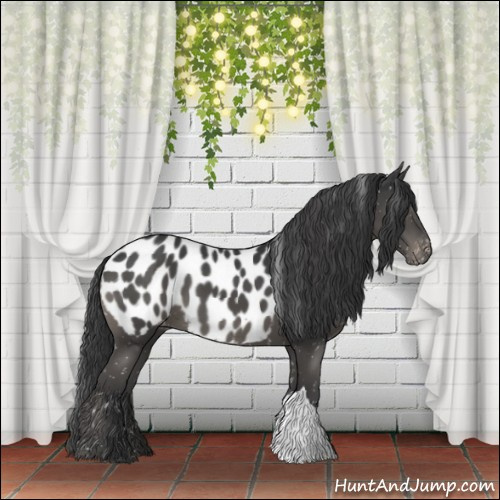 Horse Color:Black Appaloosa 