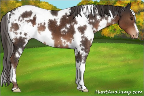 Horse Color:White Spotted Liver Chestnut Appaloosa 