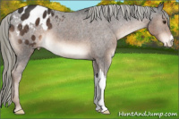 Horse Color:Liver Chestnut Mushroom Appaloosa 