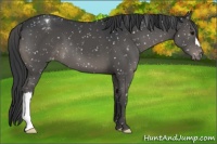 Horse Color:Black Appaloosa 