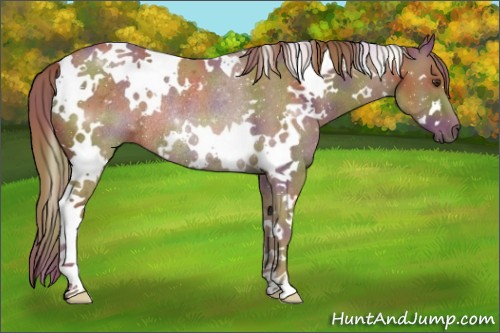 Horse Color:Nacre White Spotted Chestnut Rabicano 