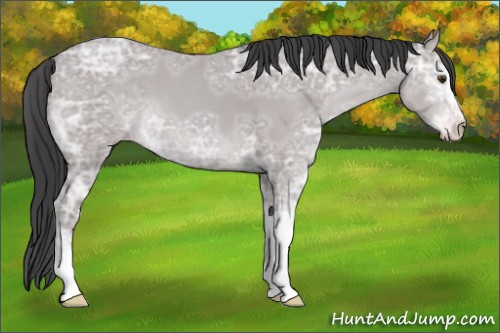 Horse Color:Platinum Classic Champagne Ice Sabino 