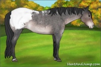 Horse Color:Platinum Brown Roan Sabino Appaloosa 