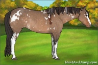 Horse Color:White Spotted Bay Dun Appaloosa Rabicano 
