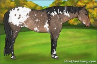 Horse Color:White Spotted Brown Dun Appaloosa Rabicano 