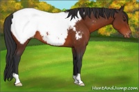 Horse Color:Brown Appaloosa
