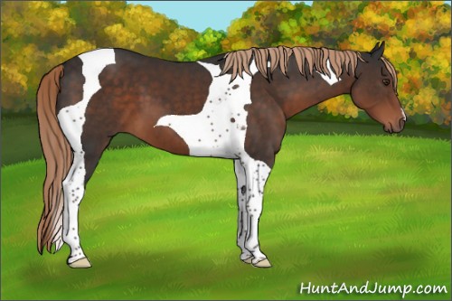 Horse Color:Liver Chestnut Tobiano 