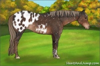 Horse Color:Liver Chestnut Tobiano Appaloosa 