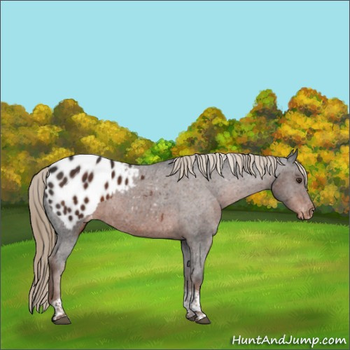 Horse Color:Liver Chestnut Tobiano Appaloosa 