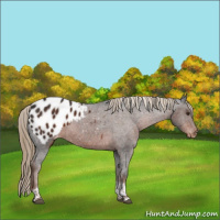 Horse Color:Liver Chestnut Tobiano Appaloosa 