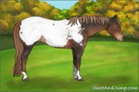 Horse Color:Liver Chestnut Tobiano Appaloosa 