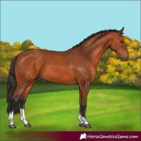 Horse Color:Bay Tobiano 