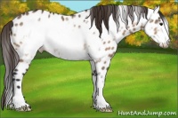 Horse Color:Bay Dun Frame Appaloosa Rabicano 