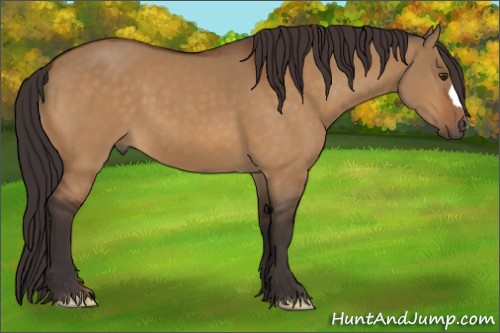 Horse Color:Buckskin Dun