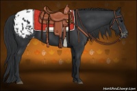 Horse Color:Black Appaloosa