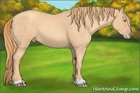Horse Color:Gold Champagne Roan Rabicano 