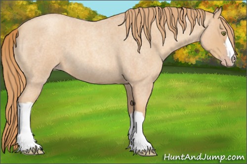 Horse Color:Gold Champagne Roan 