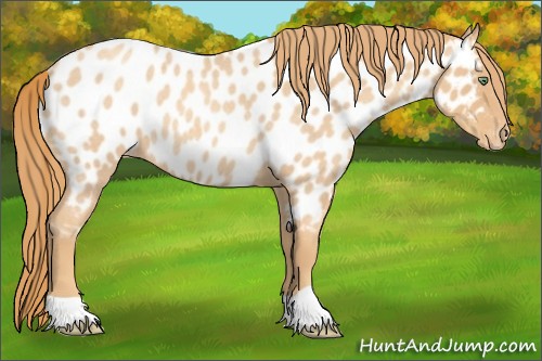 Horse Color:Gold Champagne Roan Near Leopard Rabicano