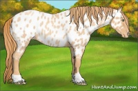 Horse Color:Gold Champagne Roan Appaloosa Rabicano