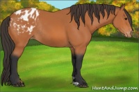 Horse Color:Bay Varnish Rabicano