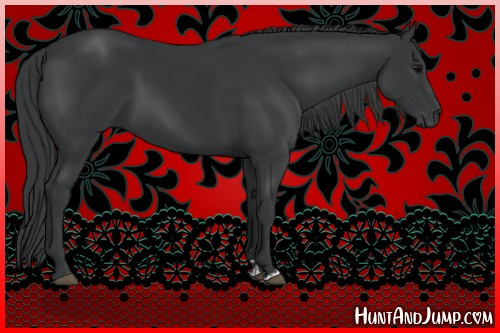 Horse Color:Black Sabino 