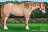 Horse Color:Gold Champagne 