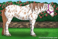 Horse Color:Gold Champagne Appaloosa 