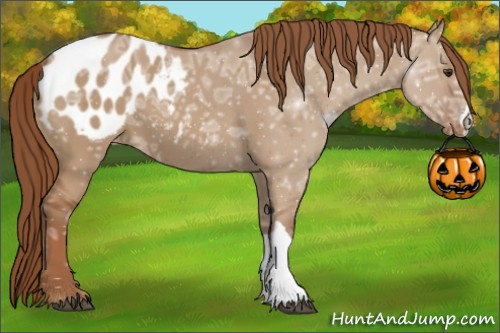 Horse Color:Red Dun Ice Appaloosa 