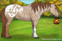 Horse Color:Red Dun Ice Appaloosa