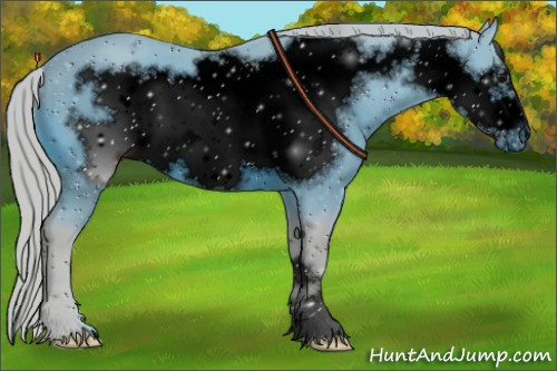 Horse Color:ERROR: UNKNOWN ANOMALY